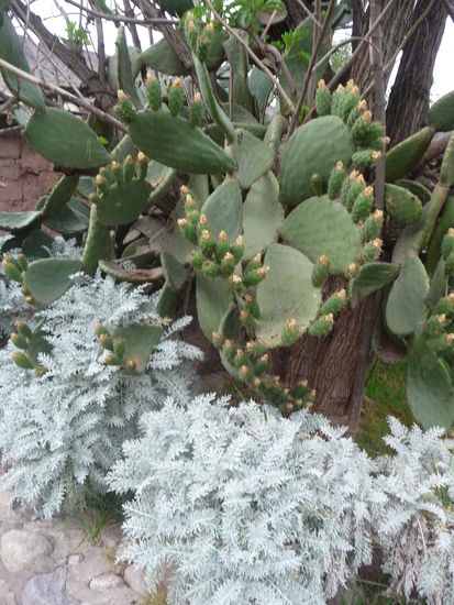 Kakteen beim blühen