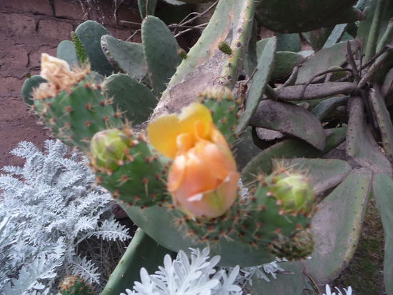 Kakteen beim blühen