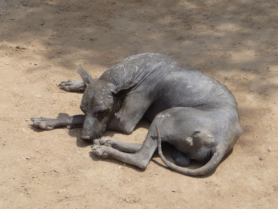 Einer von vielen peruanischen Nackthunden die es nur in Peru gibt