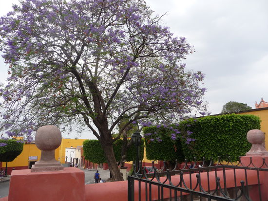 Es ist Frühling wie man an den blühenden Bäumen sehen kann
