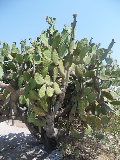 Viele Kakteen am Wegesrand
