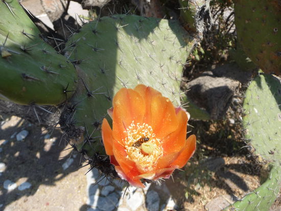 Wunderschöne Kakteenblüten