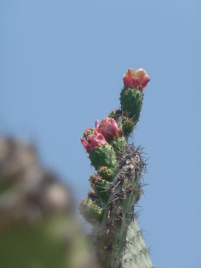 Wunderschöne Kakteenblüten
