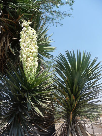 Exotische Gewächse am Wegesrand