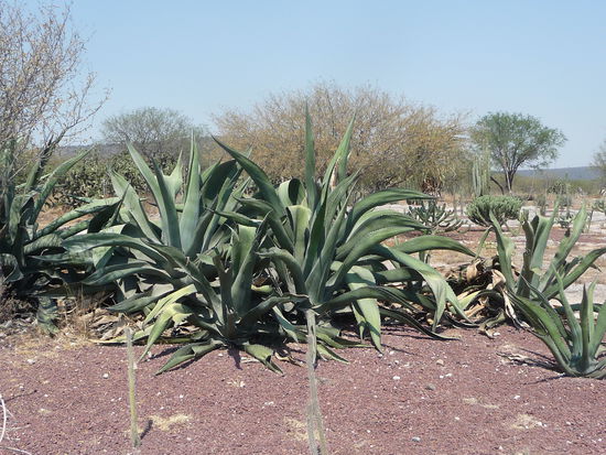 Exotische Gewächse am Wegesrand