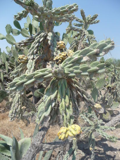 Viele Kakteen am Wegesrand