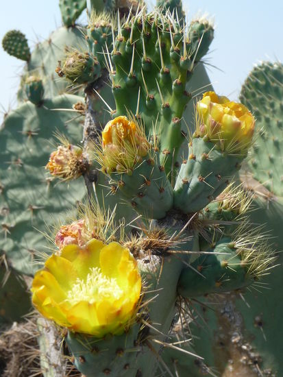 Wunderschöne Kakteenblüten