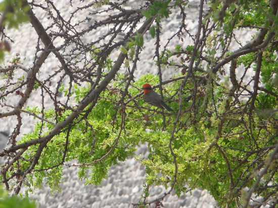 Kleiner bunter Piepmatz im Baum