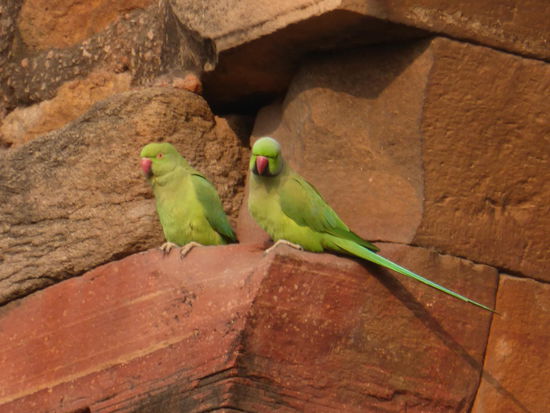 Auch hier wieder indische Halsbandsitiche