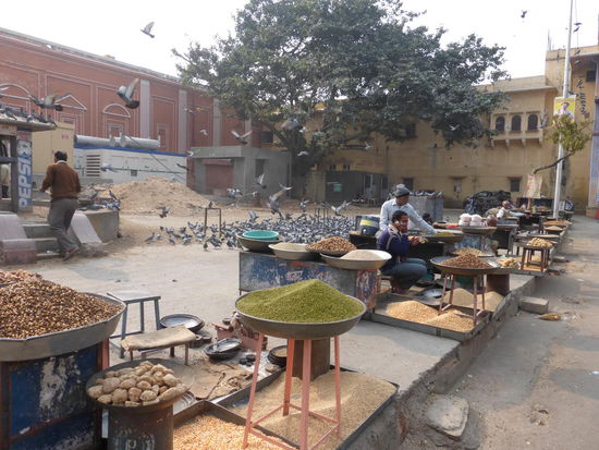 Viele Tauben unweit des Stadtpalast von Jaipur