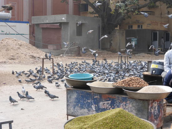 Viele Tauben unweit des Stadtpalast von Jaipur
