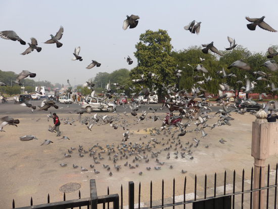Auch vor der Albert Hall viele Tauben und