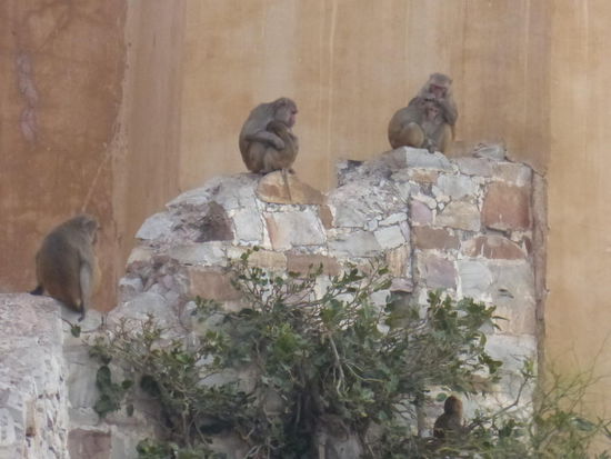Affentheater im   Nahargarh Fort