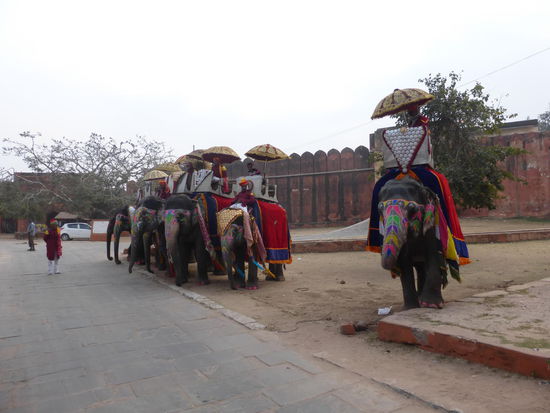 Viele bunte Elefanten im Jaigarh Fort mit Ihren Führern die auf Kundschaft warten
