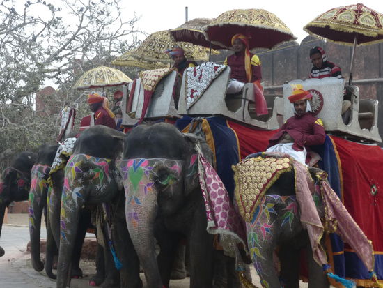 Viele bunte Elefanten im Jaigarh Fort mit Ihren Führern die auf Kundschaft warten