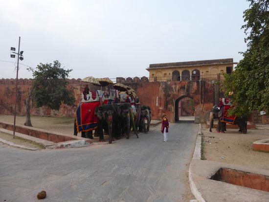 Viele bunte Elefanten im Jaigarh Fort mit Ihren Führern die auf Kundschaft warten