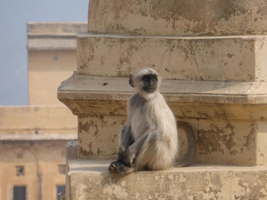 Ich bin bei weiten nicht der einzige Besucher in Amber Fort