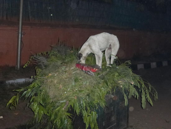 Ich hätte es lieber so machen sollen wie dieser streunende Hund !! 