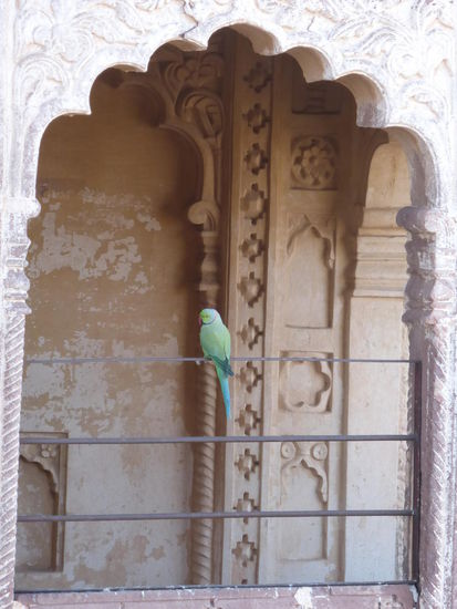 Auch hier im Meherangarh Fort sind wieder meine indischen Halsbandsitiche unterwegs