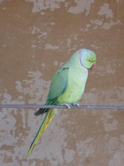 Auch hier im Meherangarh Fort sind wieder meine indischen Halsbandsitiche unterwegs