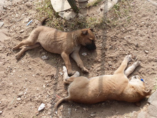 2 Faulpelze in Kumbhalgarh