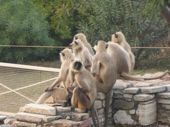 Affen an der Festung Chittorgarh