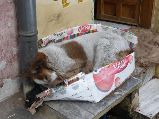 Hier ist jemand sehr müde !! 