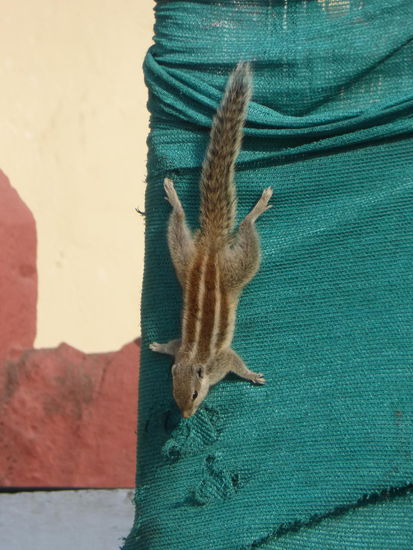 Streifenhörnchen im Jagdish Tempel in Udaipur