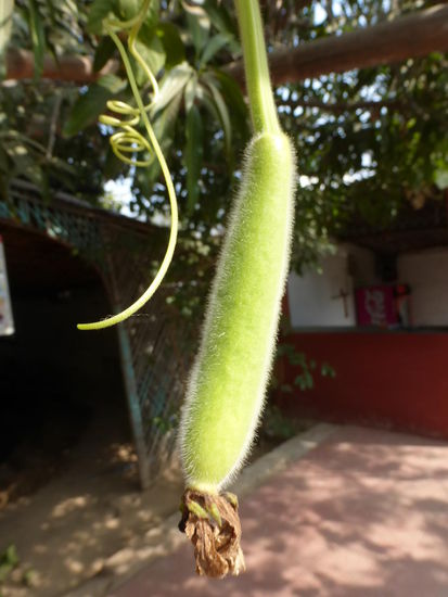 Hier noch klein und am Baum hängend und ...