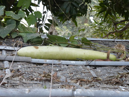 hier ausgewachsen und auf dem Dach liegend . Wird auch als Gemüse verwendet.