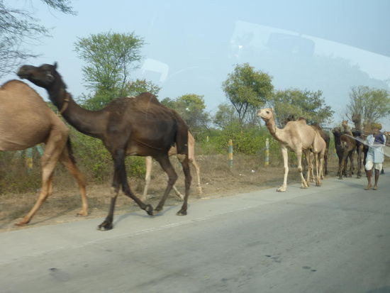 Kamele unterwegs in Rajasthan