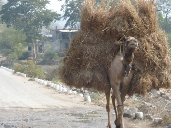 Kamele unterwegs in Rajasthan