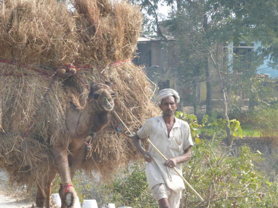 Kamele unterwegs in Rajasthan