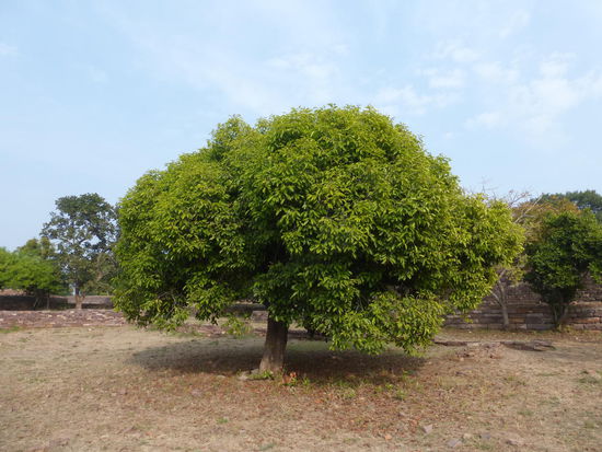 Weiter geht es durch Sanchi
