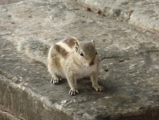 Treuer Begleiter in Sanchi