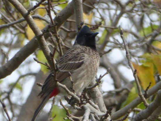 Bunter Vogel in Khajuraho