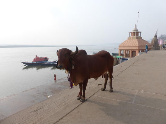 Heilige Kuh an den Ghats von Varanasi