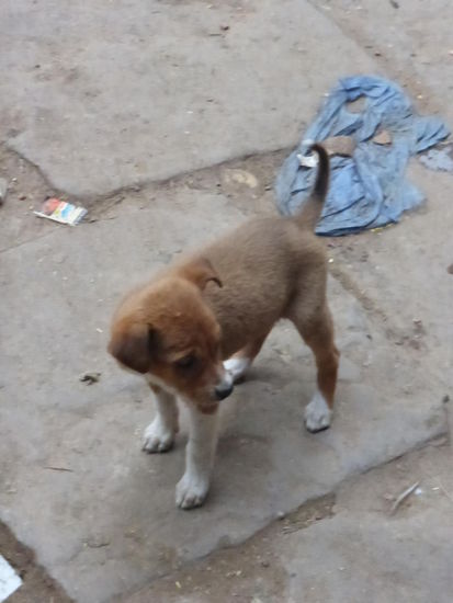 Vierbeiner ohne Kleid