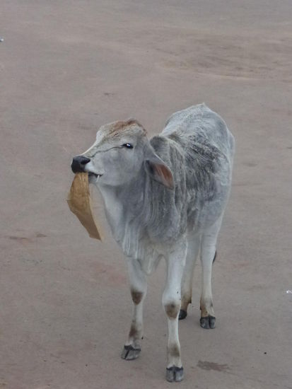 Bilder aus der Umgebung von Agra