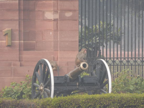 Früh morgens im Indischen Regierungsviertel von New Delhi - Ein Affe auf Kanonenrohr 
