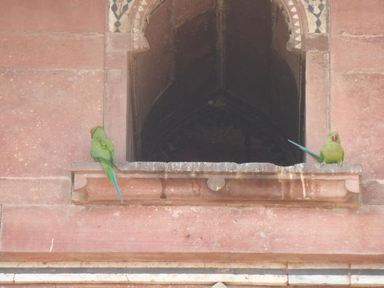 Wie auch schon im Süden und Westen Indiens gesichtet so auch hier in Delhi indische Halsbandsitiche.