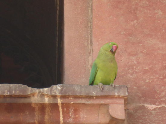 Wie auch schon im Süden und Westen Indiens gesichtet so auch hier in Delhi indische Halsbandsitiche.