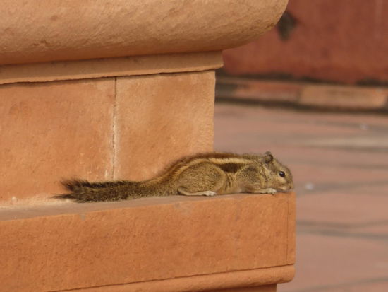 Mein kleiner Freund unterwegs im  Safdar Jang Tomb