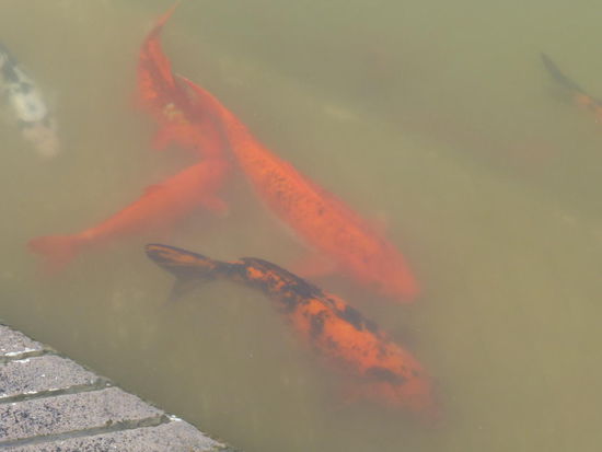 Fische im Teich des Gudwara Bangla Sahib von Delhi
