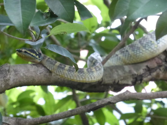 Die hochgiftigen grüngelben Vipern die zu den Grubenottern gehören gelten in diesem Tempel als Diener des Gottes und dürfen nicht nur aus diesem Grund nicht berührt werden wobei ich ehrlich gesagt auch nicht auf die Idee kommen würde diese Viecher zu berühren !!  