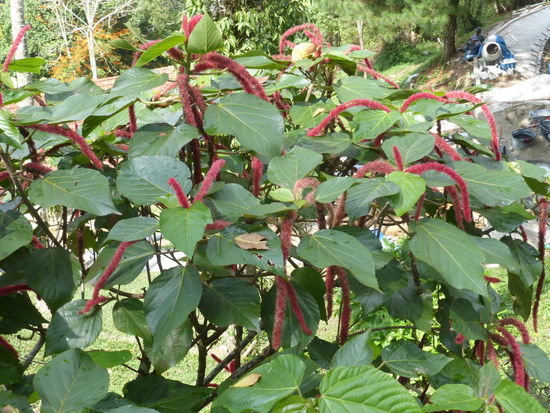 Vegetation auf den Penang Hügel