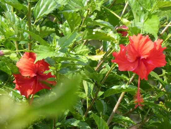 Vegetation auf den Penang Hügel