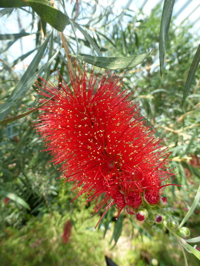 Interessante Blüten