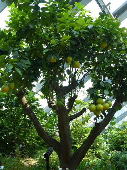 Zitronenbaum