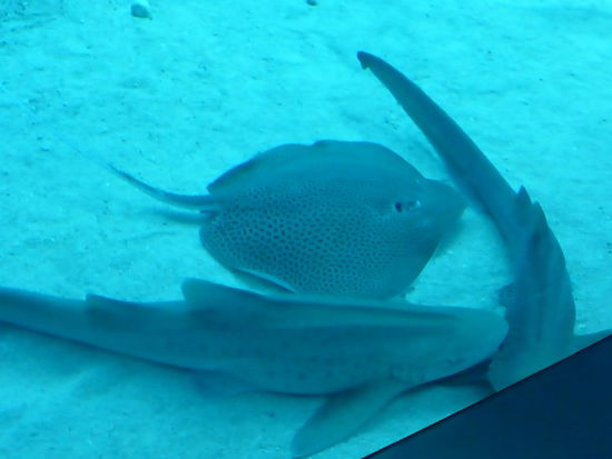 Rochen und 2 kleine Haie